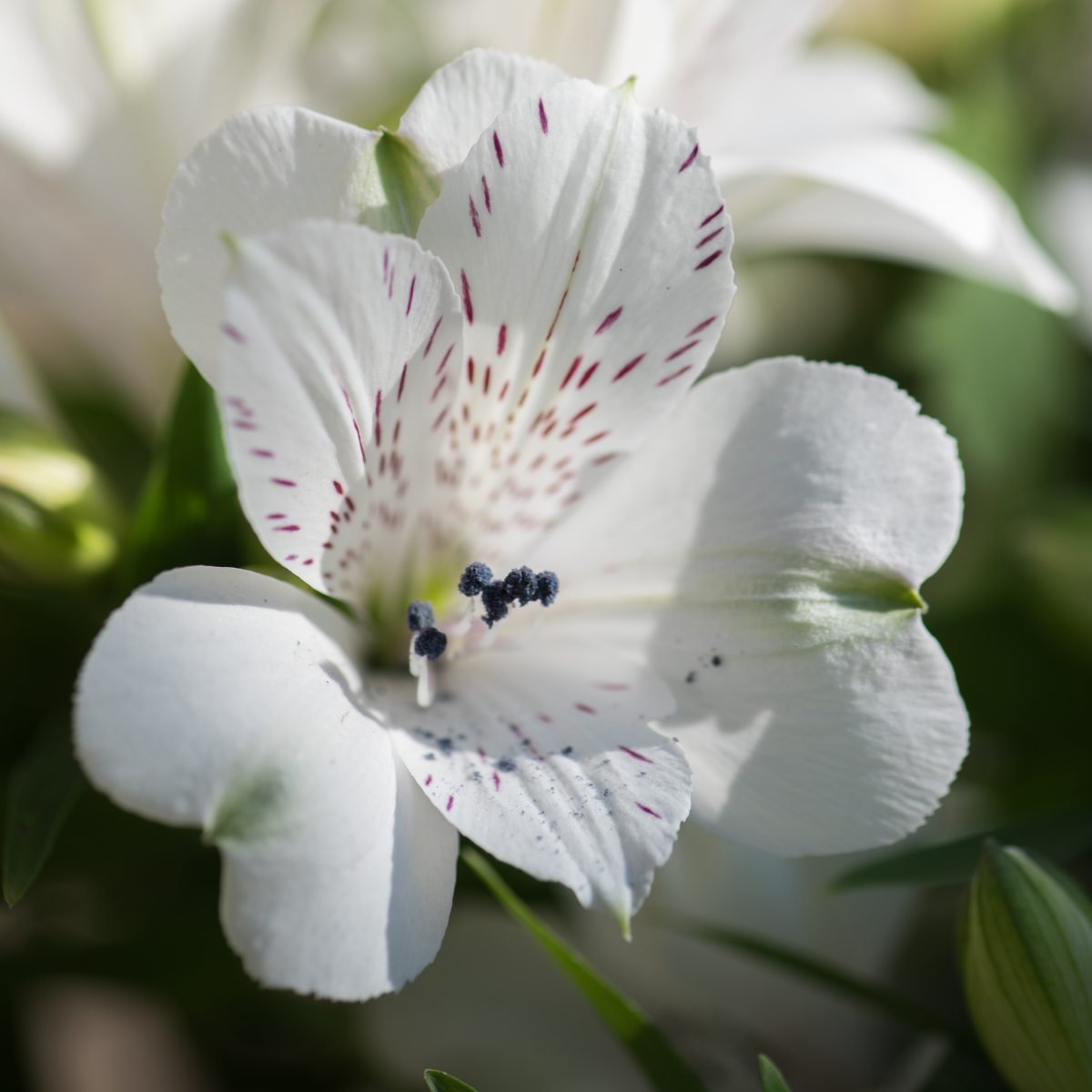 HilverdaFlorist-Alstroemeria-Inticancha-MagicWhite