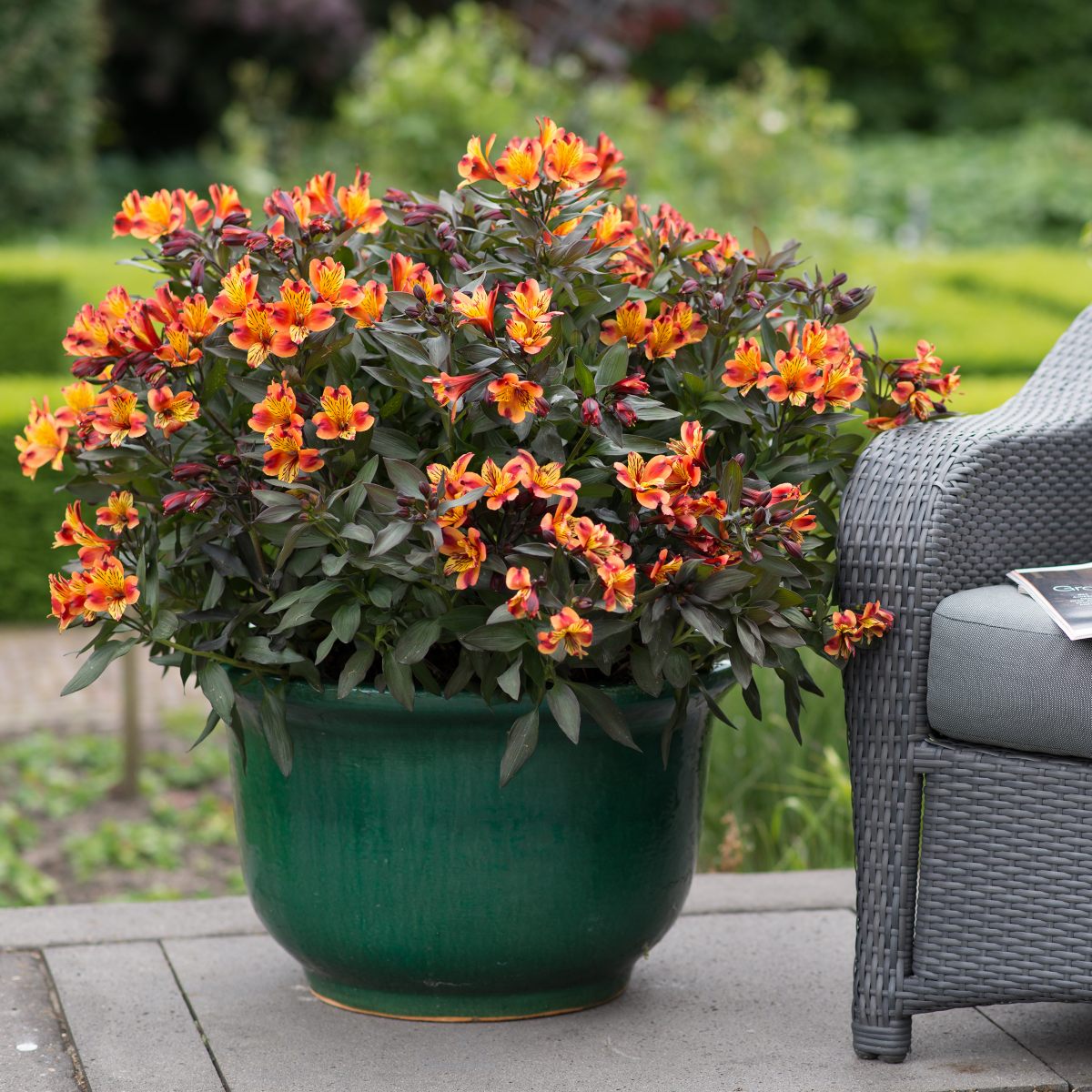 HilverdaFlorist-Alstroemeria-SummerParadise-SummerSeries-IndianSummer_