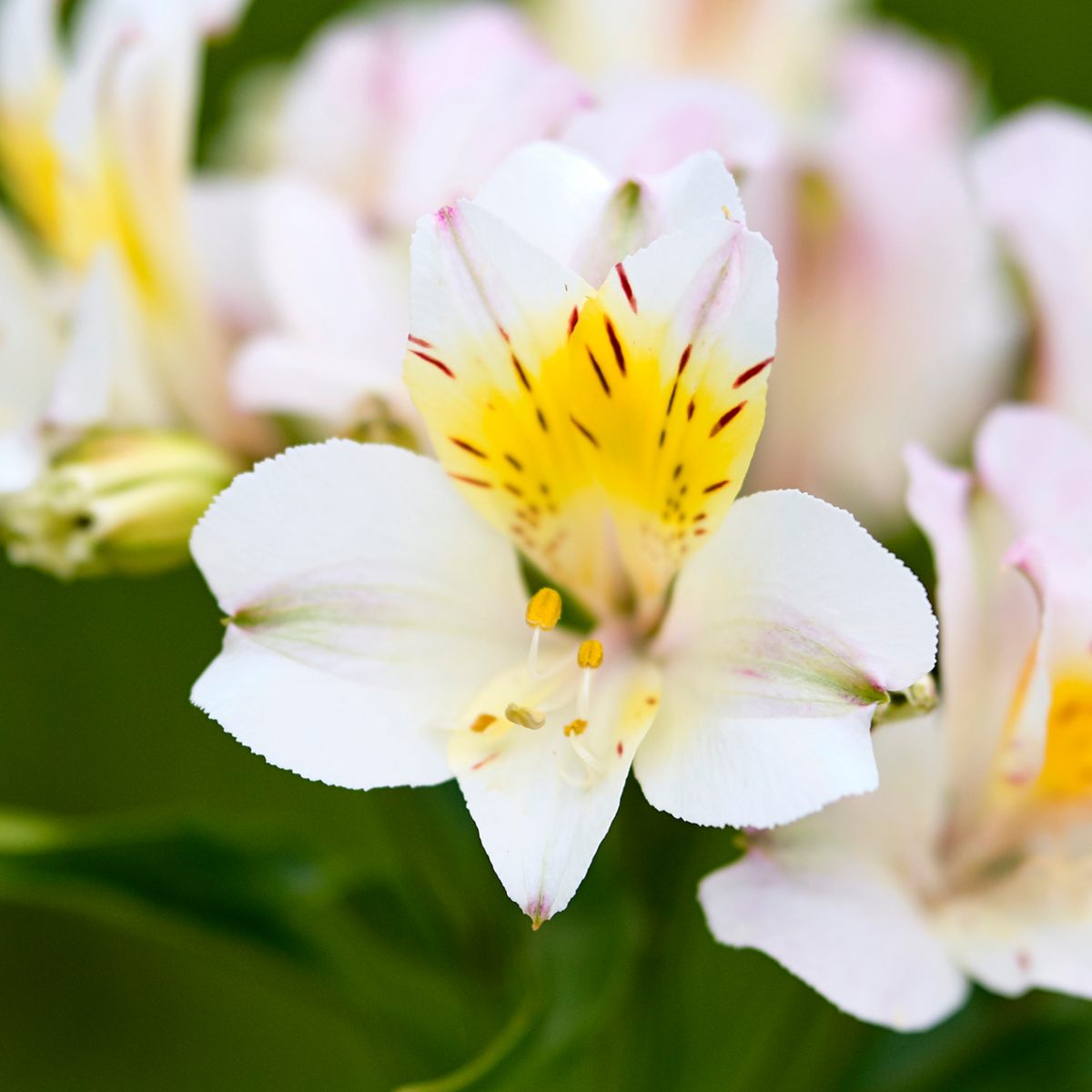 HilverdaFlorist-Alstroemeria-SummerParadise-ValleySeries-TimesValley (1)