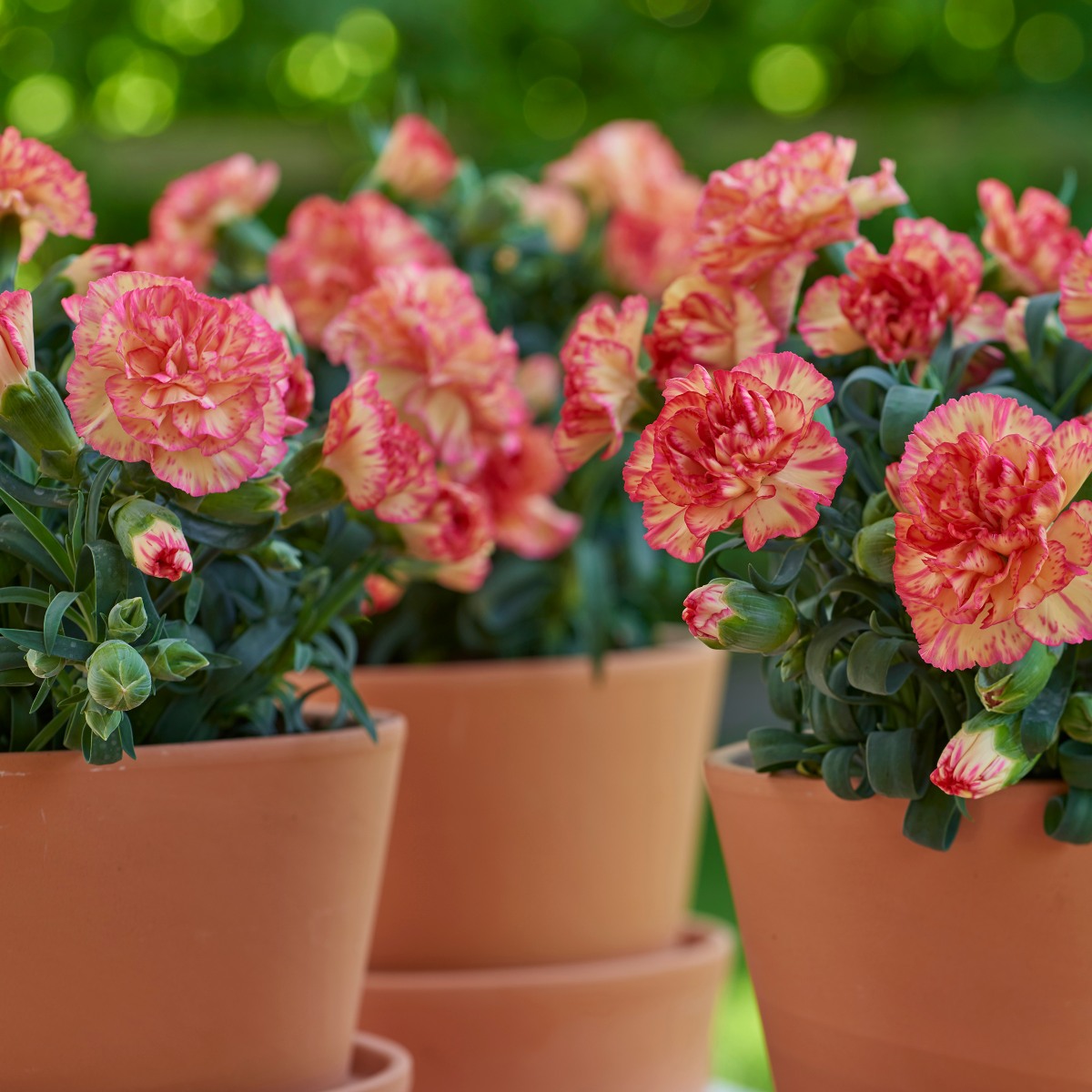 HilverdaFlorist-Dianthus-Adorable (1)