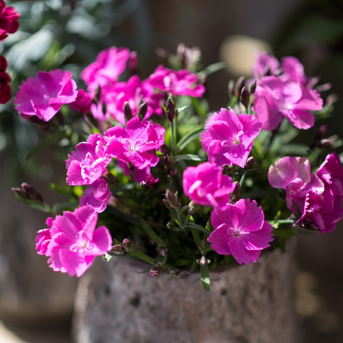 HilverdaFlorist-Dianthus-Beauties-Kate