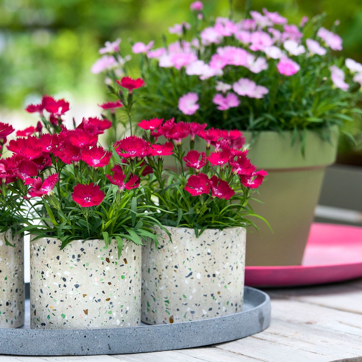 HilverdaFlorist-Dianthus-Beauties-Tyra-Vida