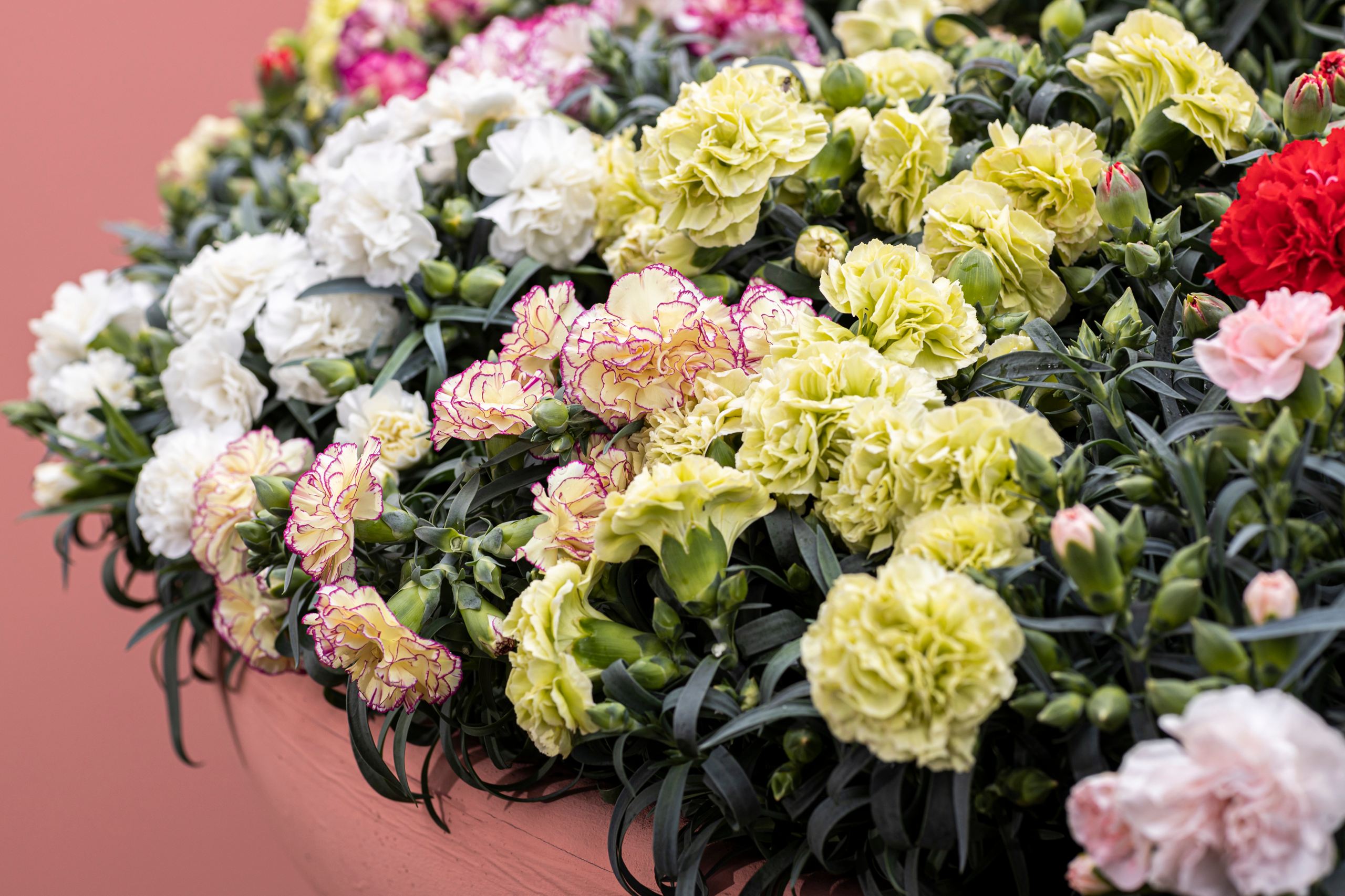 HilverdaFlorist-Dianthus-Flow-Mix-Flowertrials