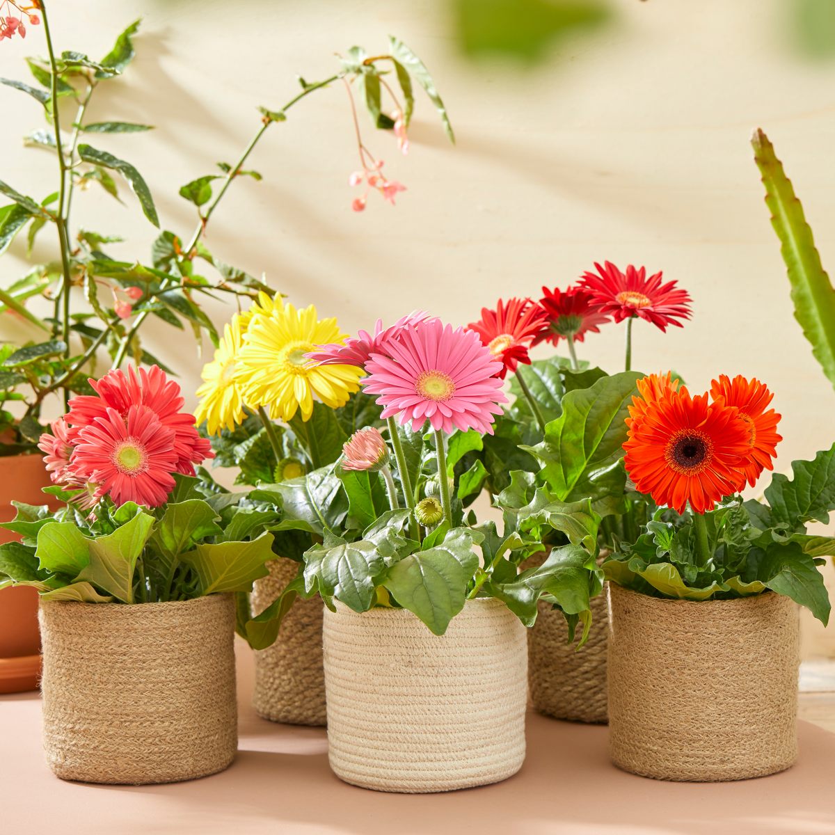 HilverdaFlorist - Flori Line - Seasonal Mix Summer