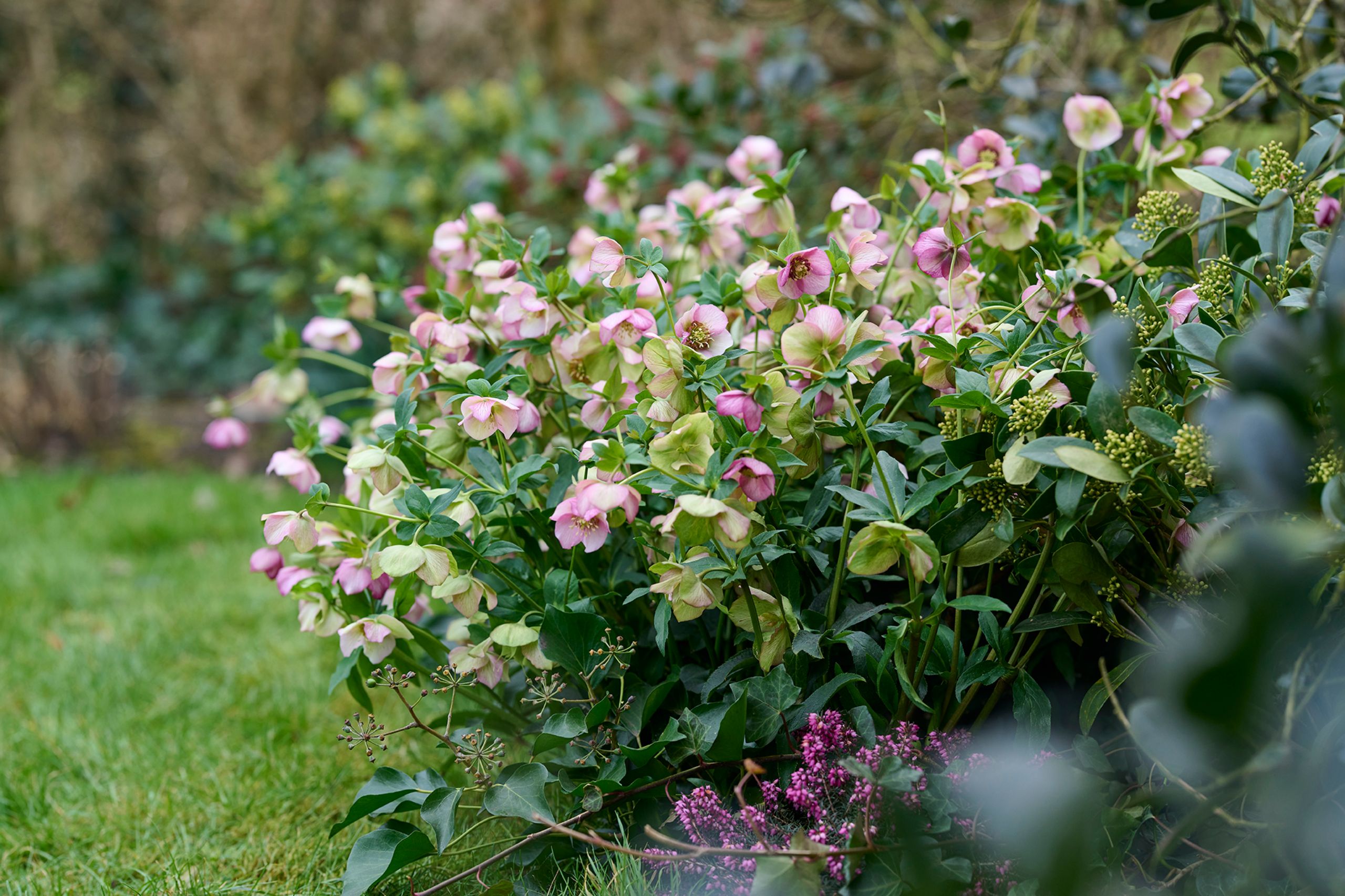 HilverdaFlorist-Helleborus Glamour-Beaming Blush