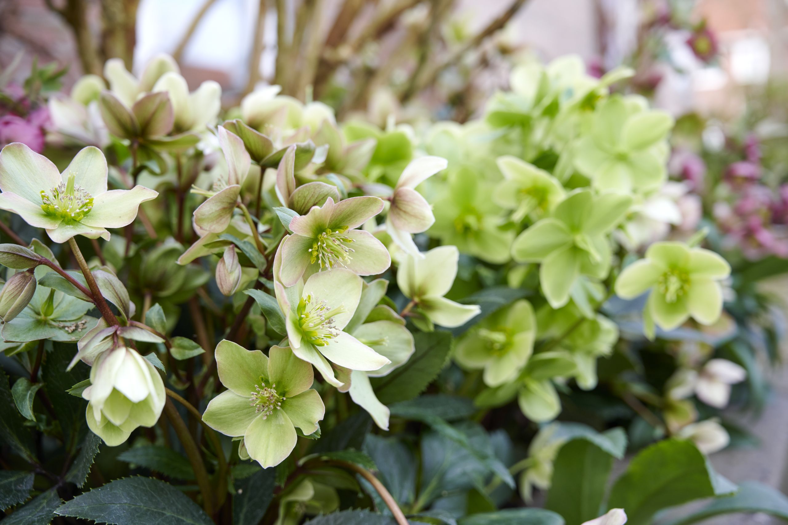 HilverdaFlorist - Helleborus JWLS - Dacaya - Guess - Endless - Diamonfire