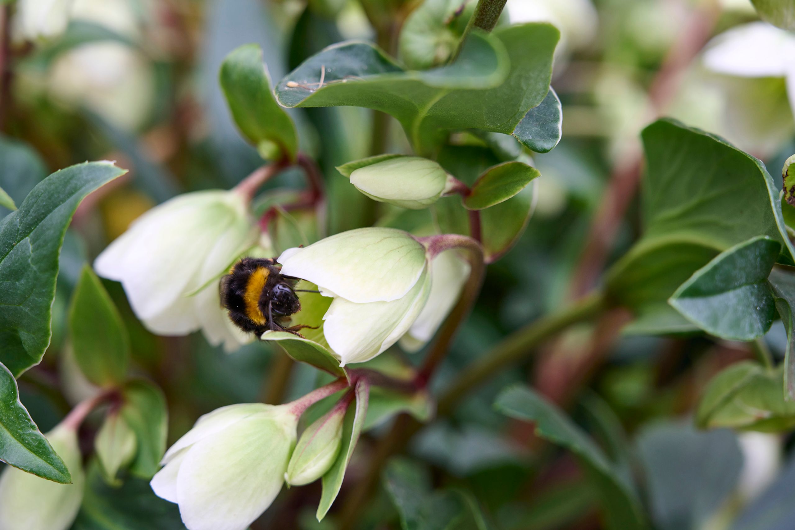 HilverdaFlorist-Helleborus JWLS-Winterbells (1)