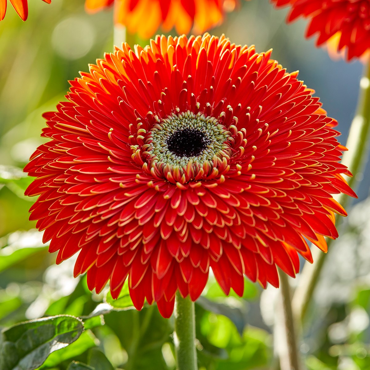 HilverdaFlorist - Patio Gerbera Glorious - Orange