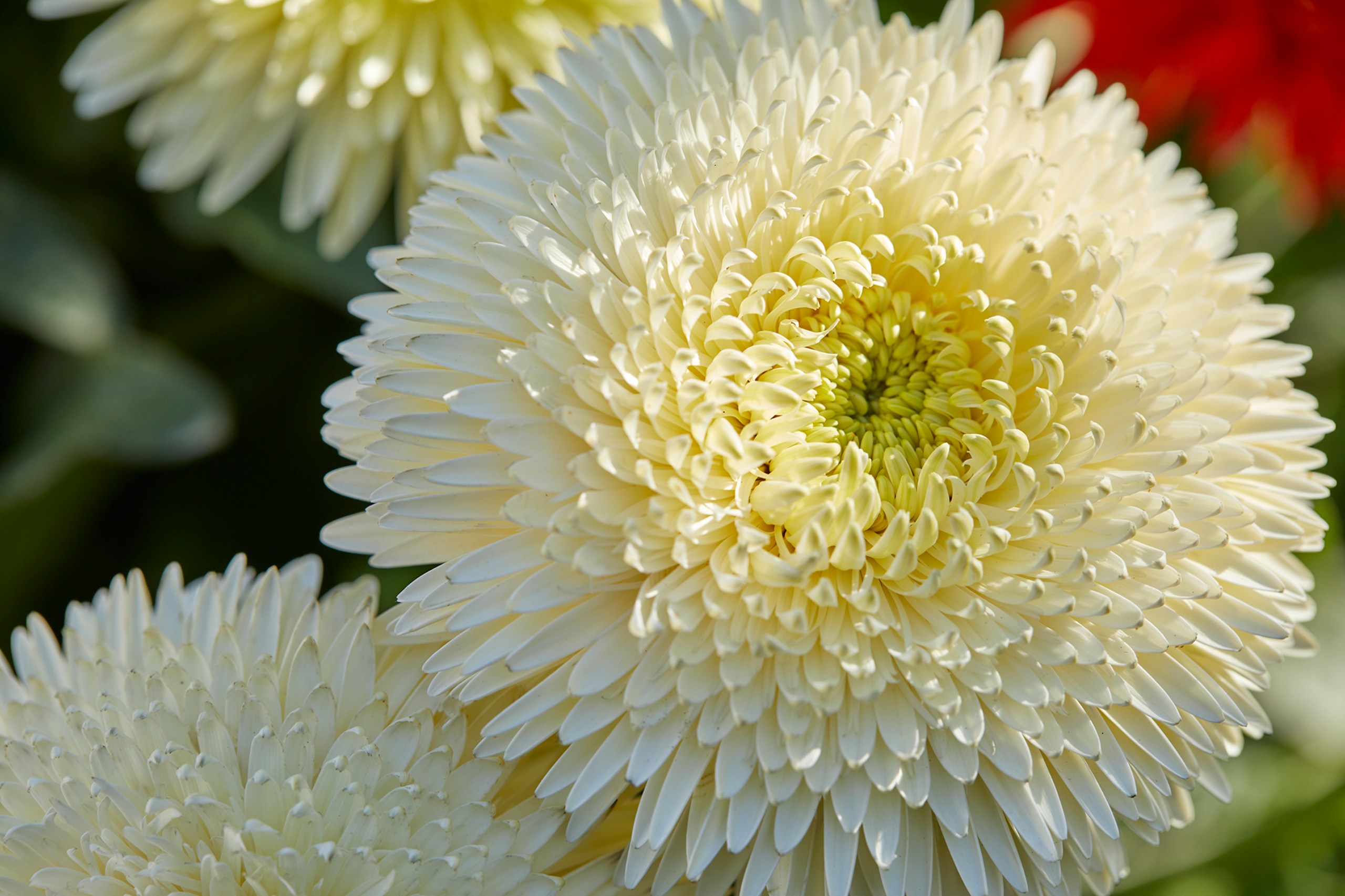 HilverdaFlorist - Patio Gerbera Glorious - White (1)