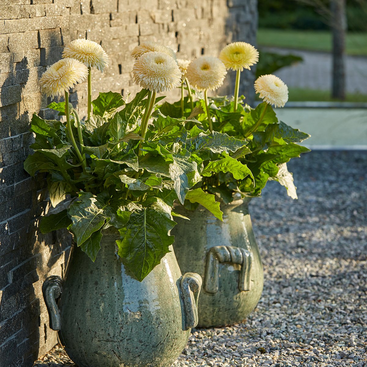 HilverdaFlorist - Patio Gerbera Glorious - White