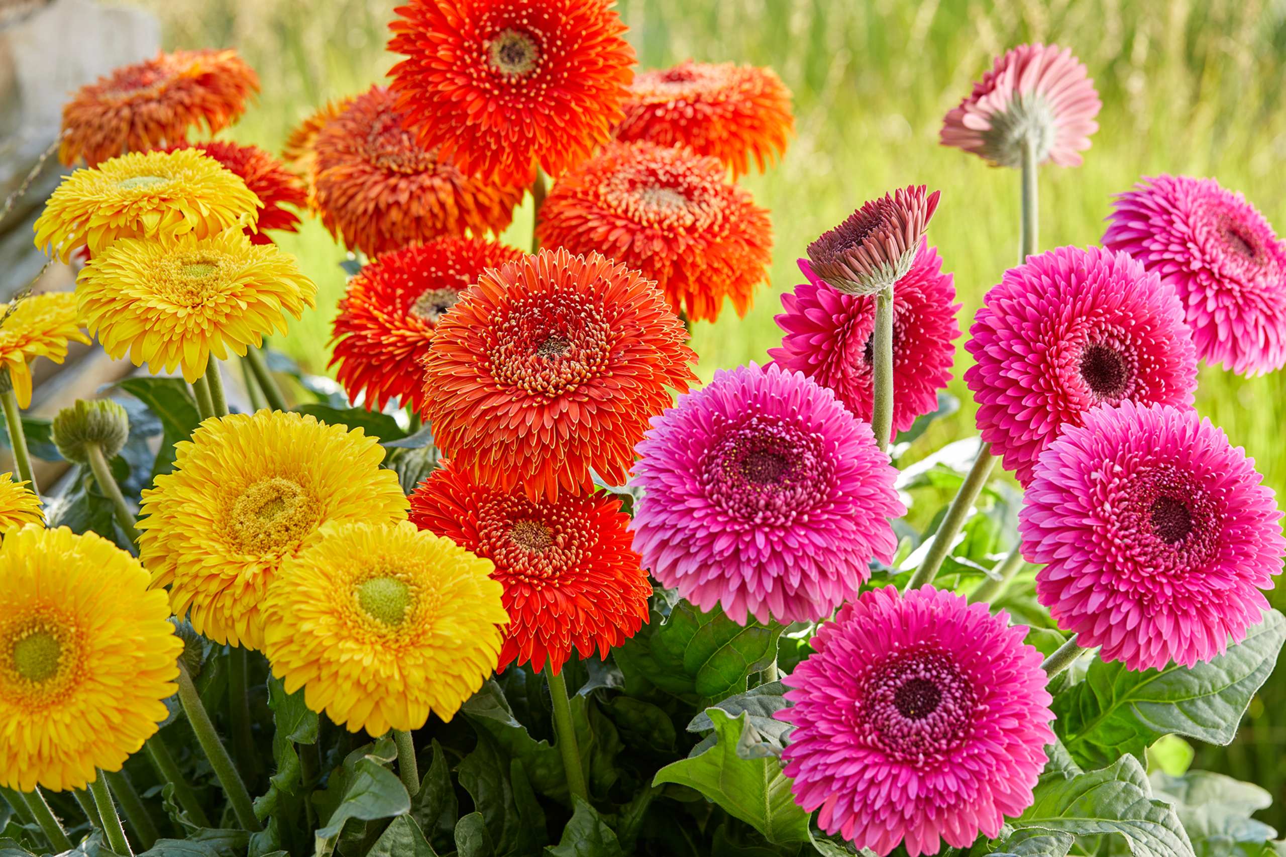 HilverdaFlorist - Patio Gerbera Glorious - mix