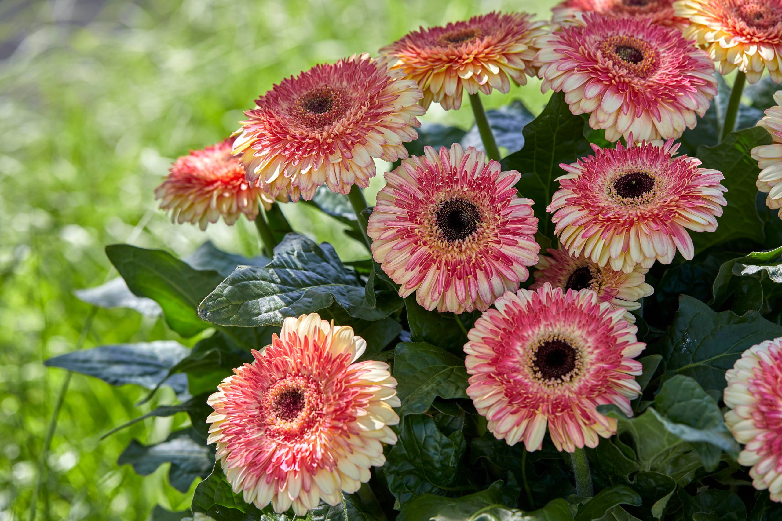 HilverdaFlorist - Patio Gerbera -Karoo - 1