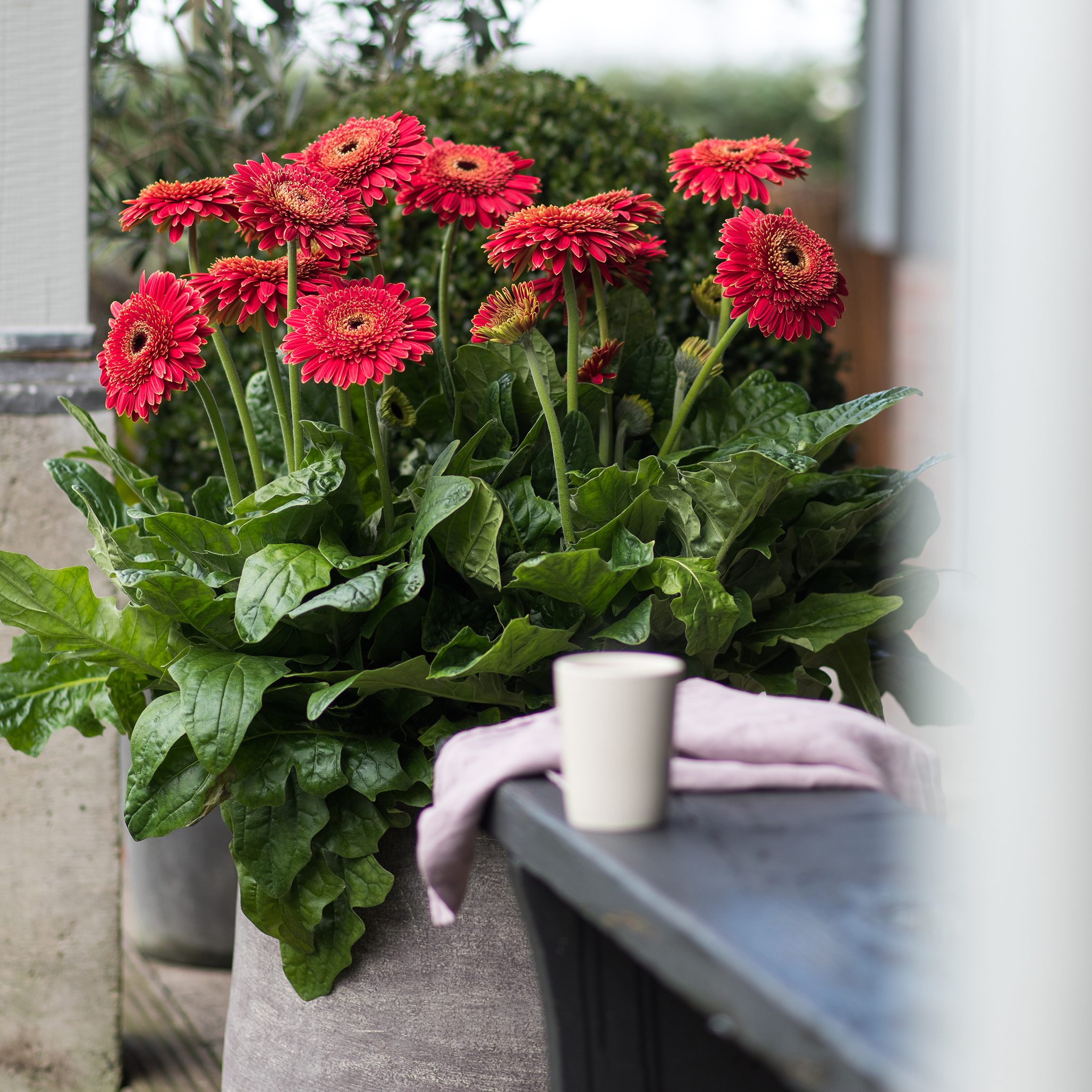 HilverdaFlorist - Patio Gerbera -Olympic