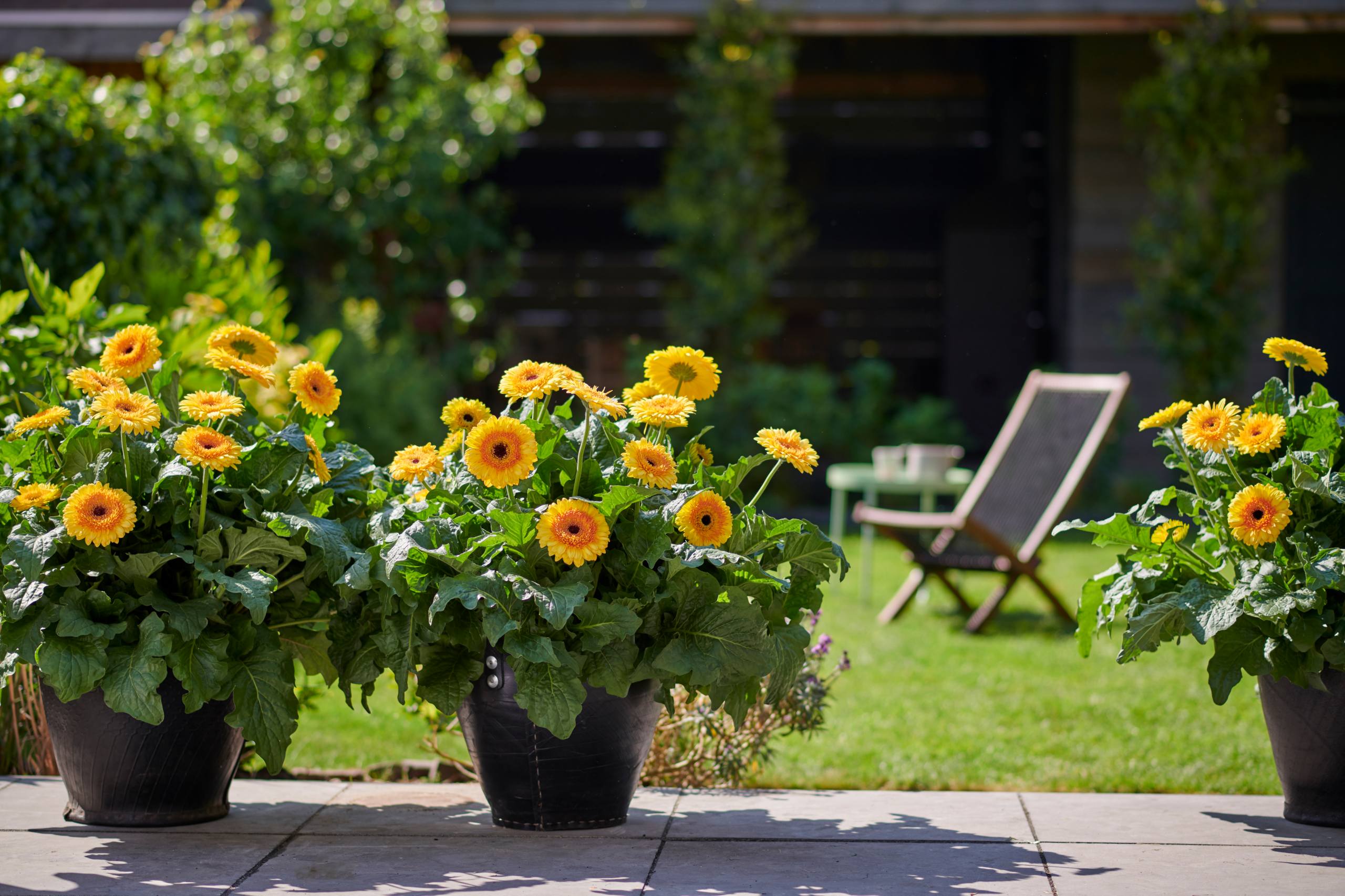 HilverdaFlorist-Patio Gerbera-Painted Desert