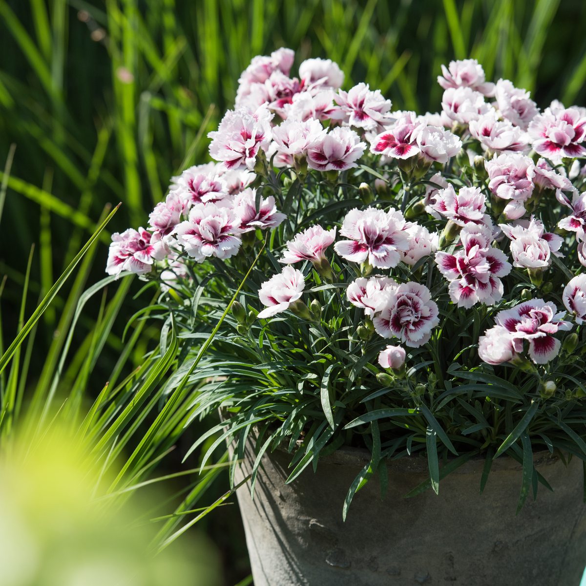 HilverdaFlorist_Dianthus_Odessa_Amy