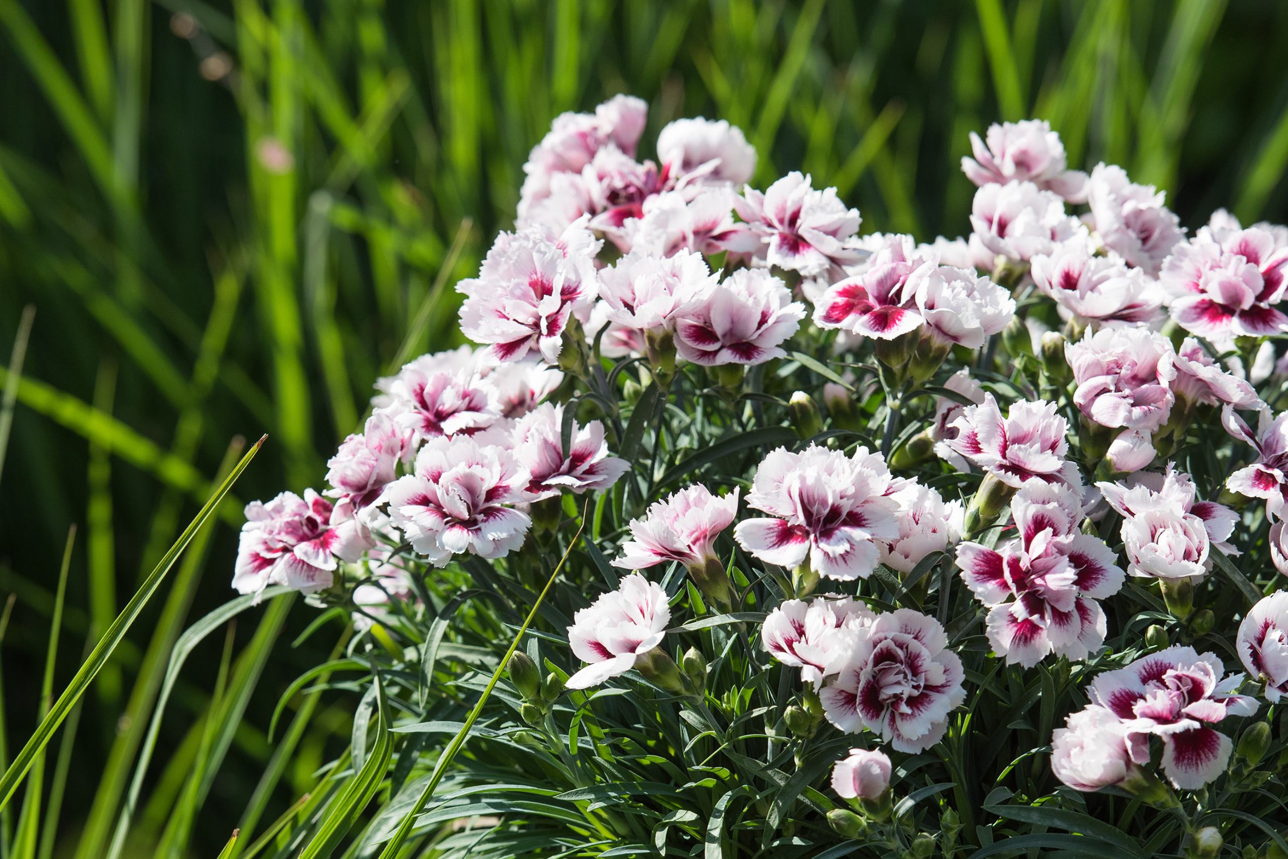 HilverdaFlorist_Dianthus_Odessa_Amy01