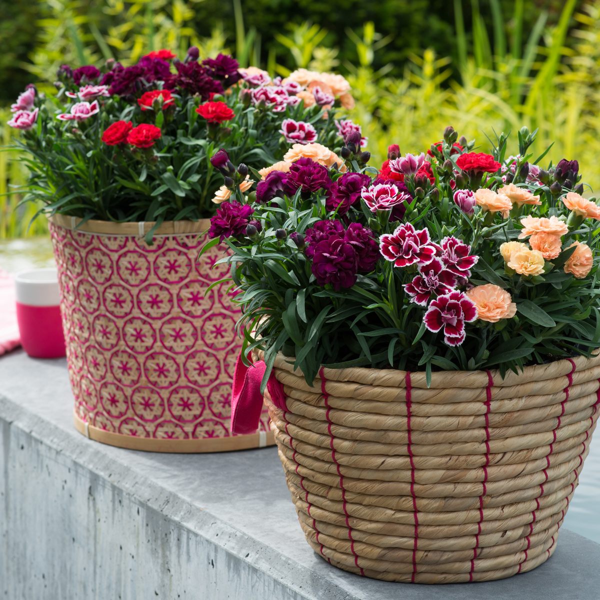 HilverdaFlorist_Dianthus_Sunflor_