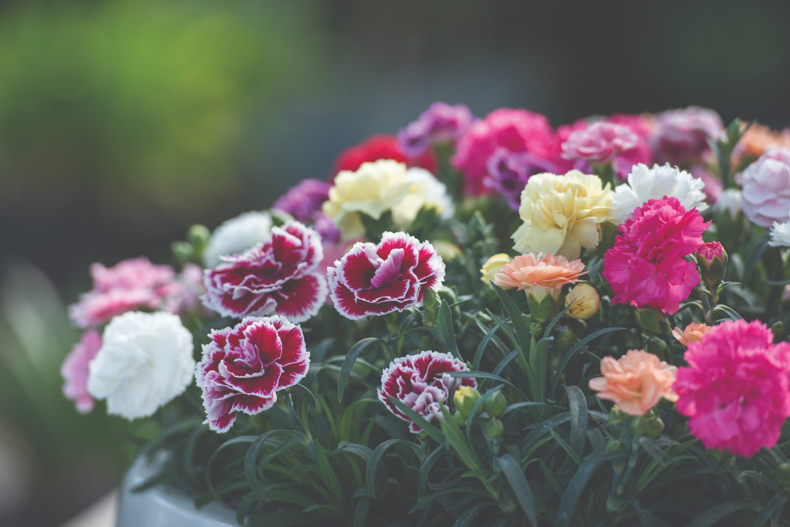 HilverdaFlorist_Dianthus_Sunflor_Mix