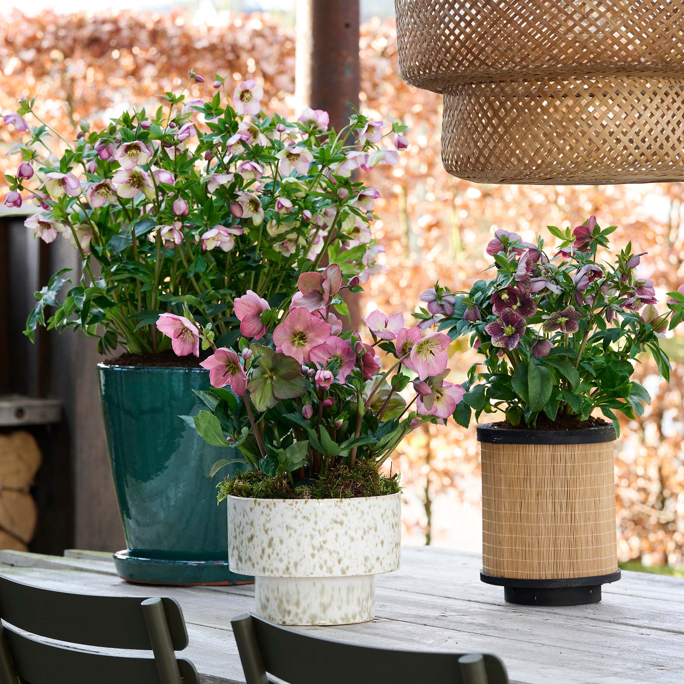 HilverdaFlorist_Helleborus_orientalis_StrawberryMoon-BeamingBlush-Bijoux