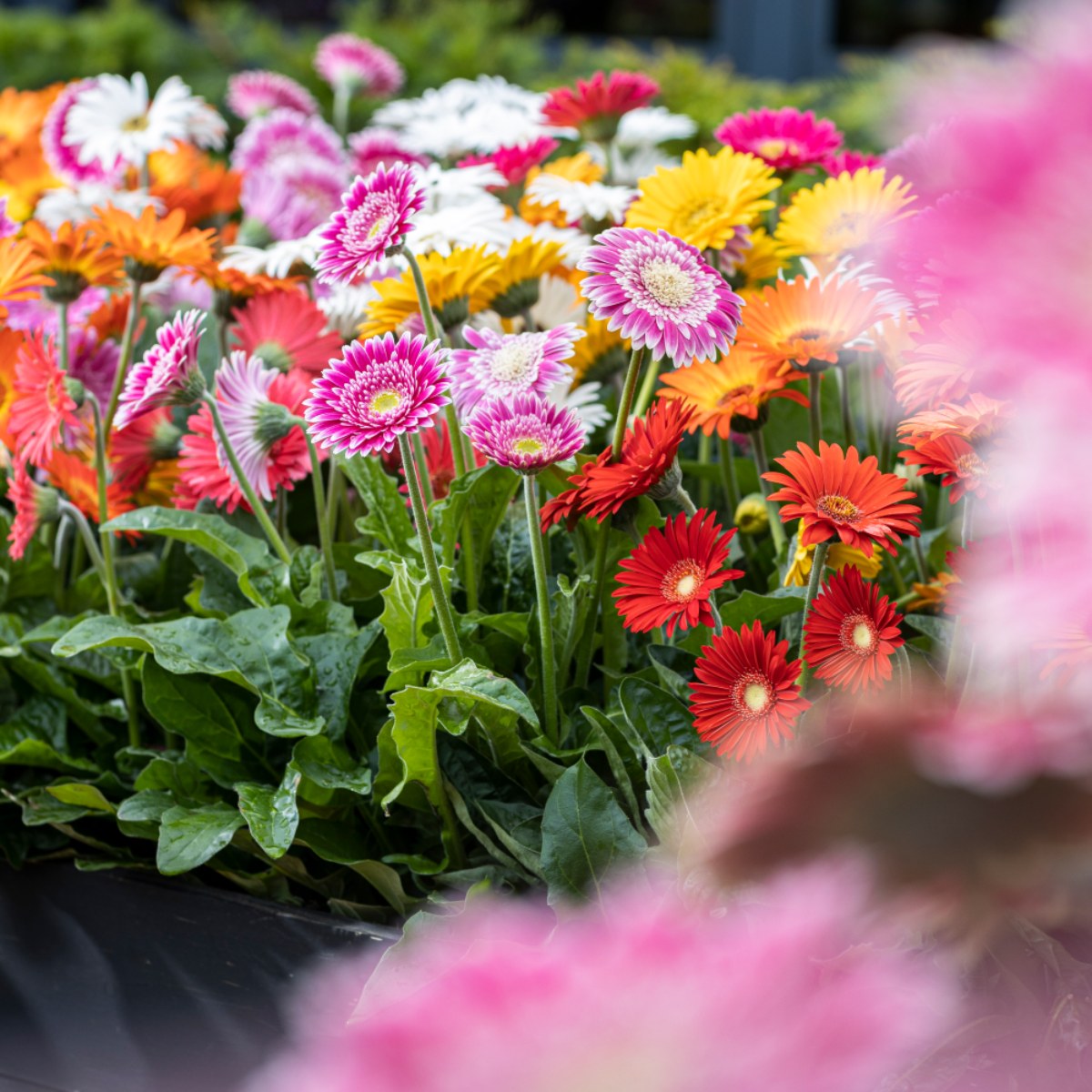 HilverdaFlorist_Potplanten_Gerbera