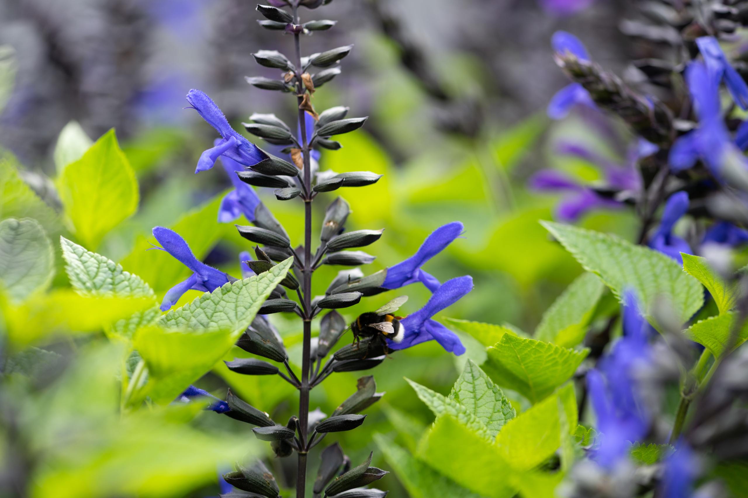 HilverdaFlorist_Salvia Salgoon