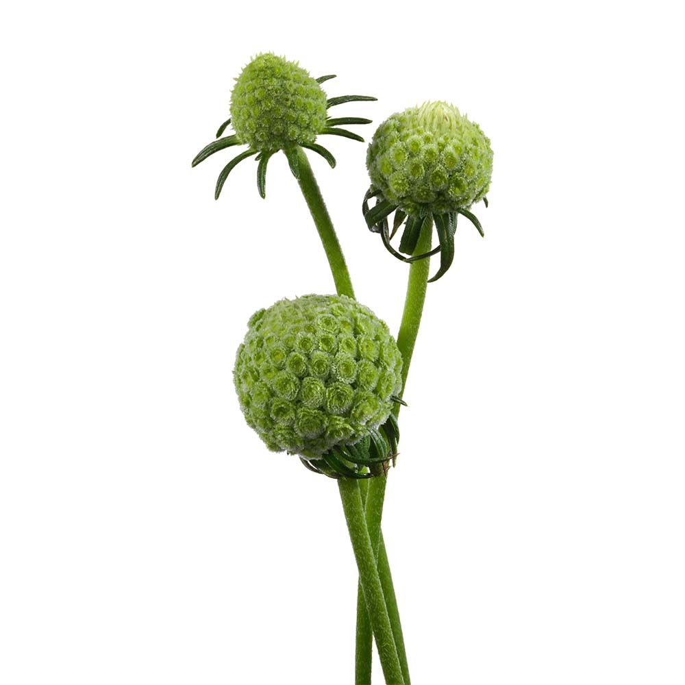 Scabiosa Dali young plants