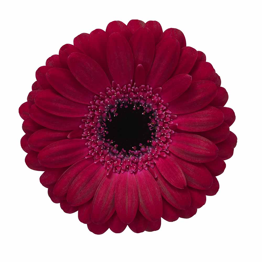 Mini Gerbera Diana