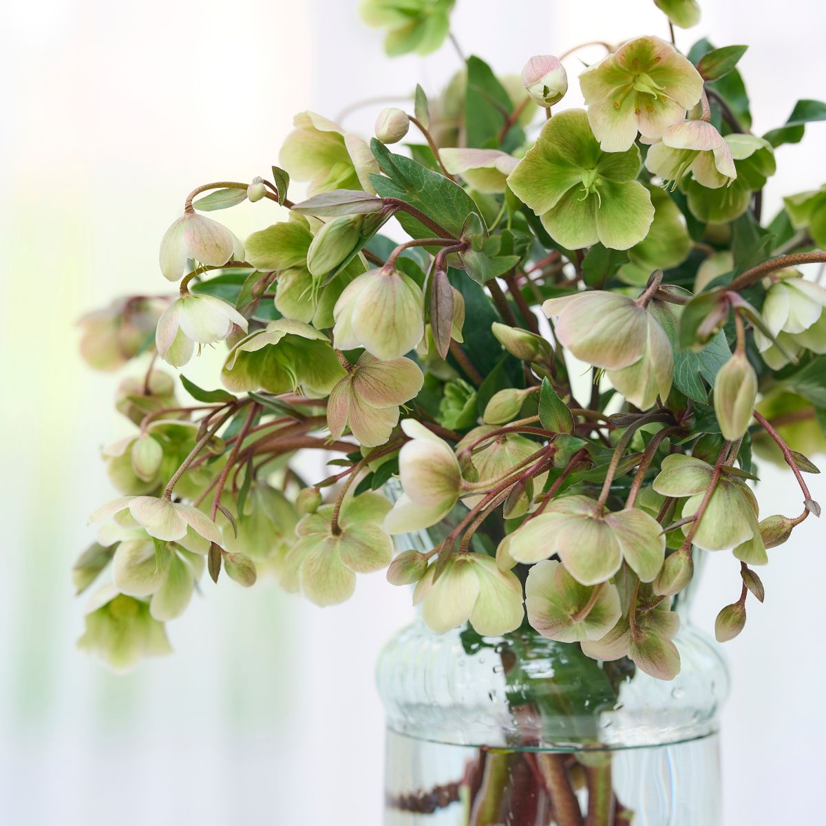 HilverdaFlorist-Helleborus-Magnificent Bells