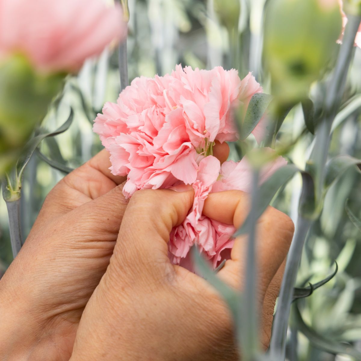 HilverdaFlorist_Greenhouse_Dianthus Standard Faro_23