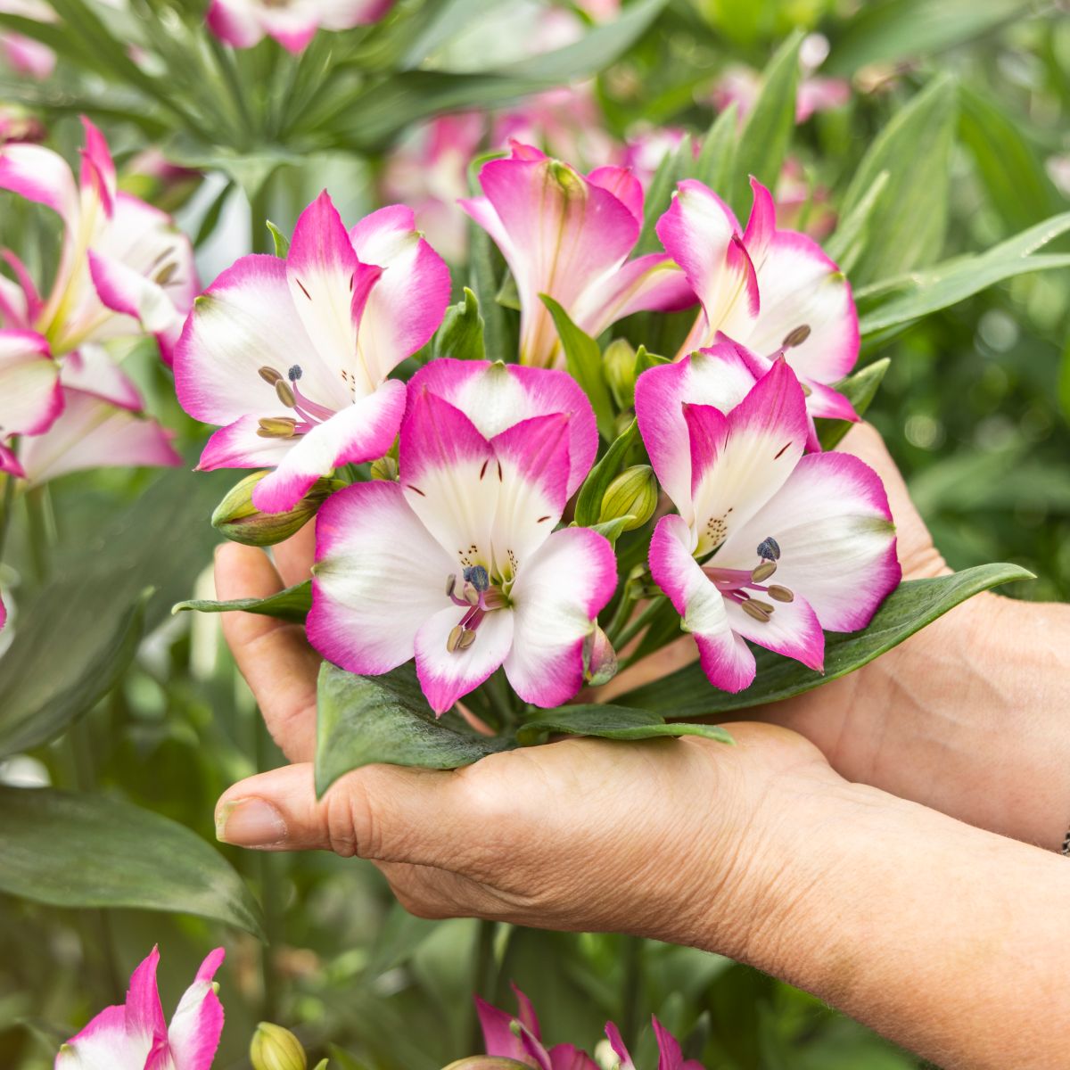 HilverdaFlorist_Lifestyle_Alstroemeria Standard_Brigitte