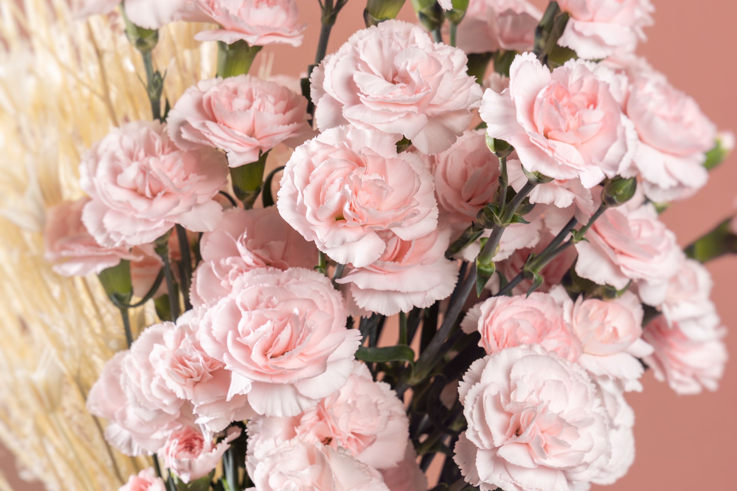 HilverdaFlorist_Lifestyle_Dianthus_Spray_Monica_23
