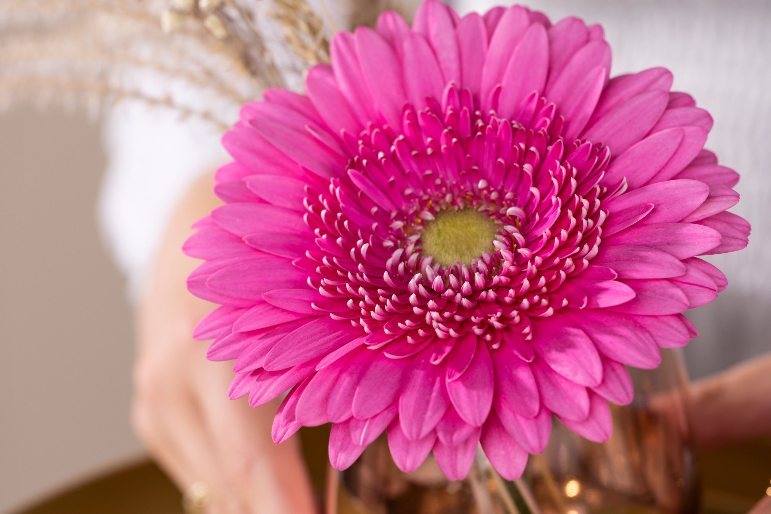 HilverdaFlorist_Lifestyle_Gerbera_Standard_Jukebox (1)