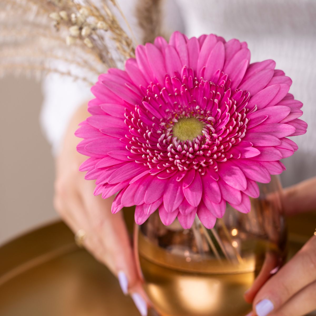 HilverdaFlorist_Lifestyle_Gerbera_Standard_Jukebox