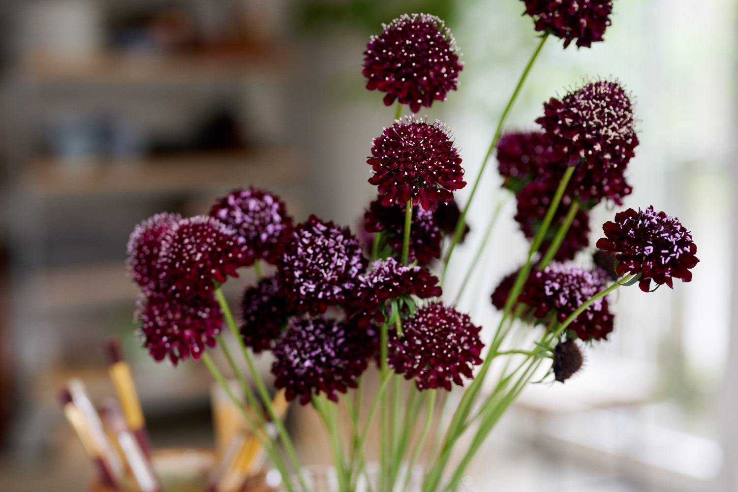 HilverdaFlorist_Scabiosa_DaVinci