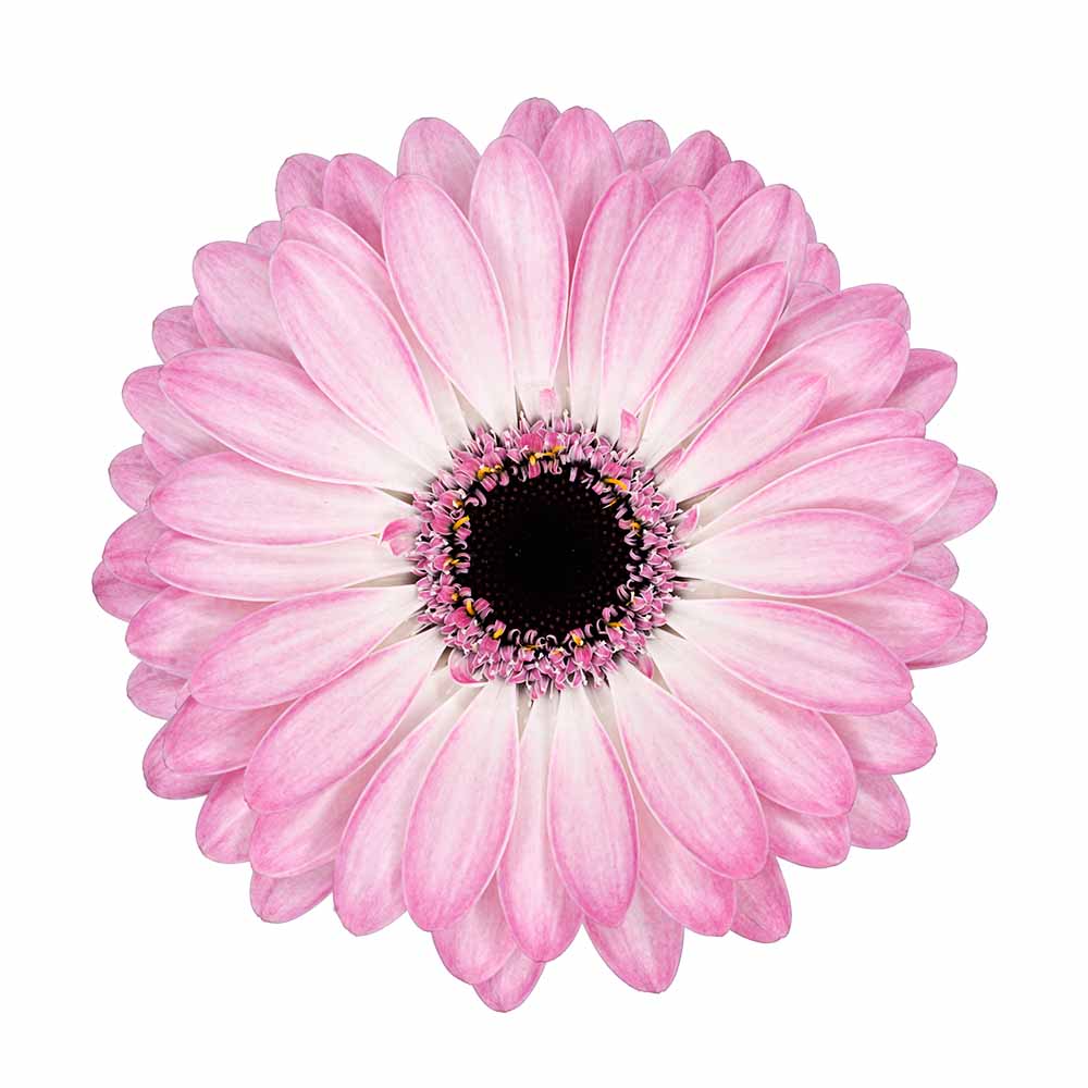 Mini Gerbera lollipop