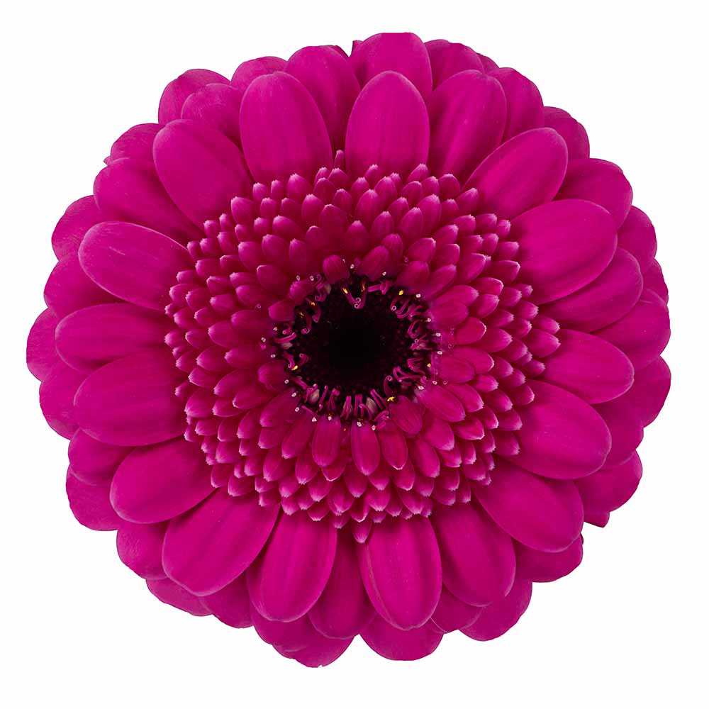 Mini Gerbera Noi