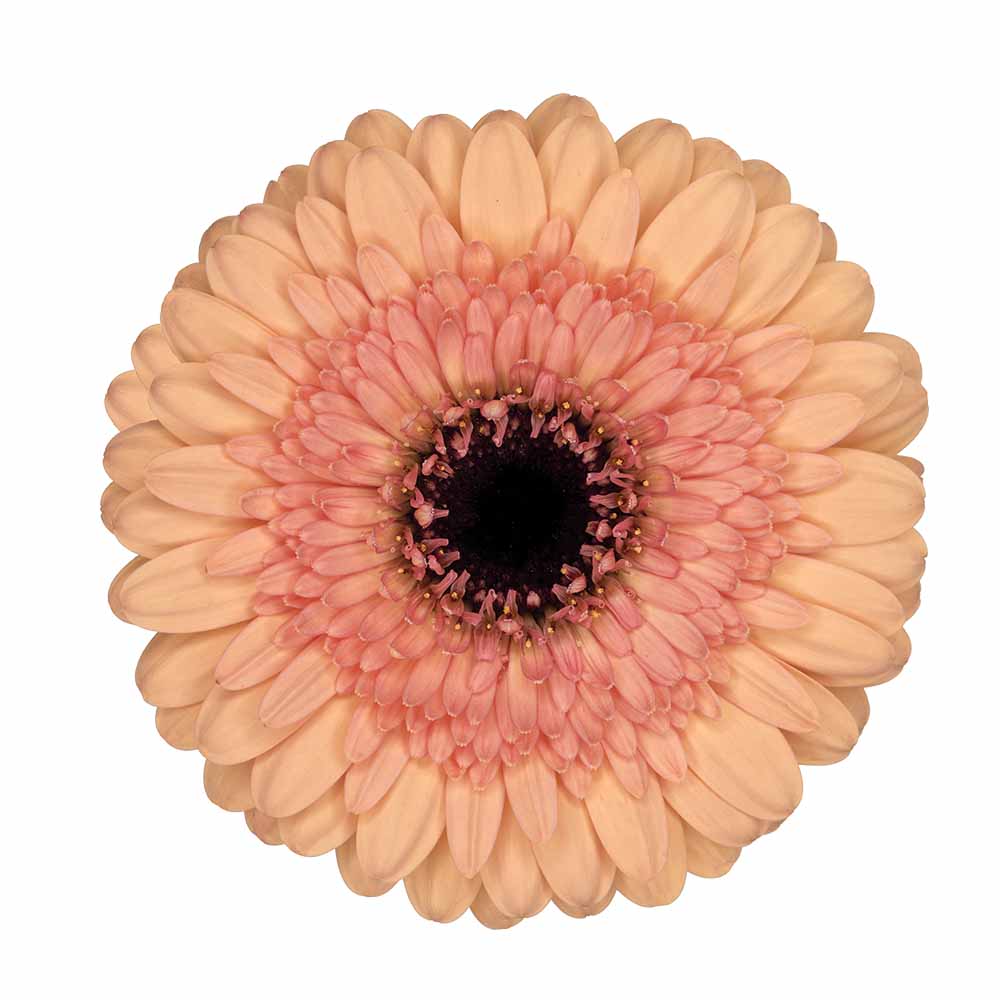 Mini Gerbera Oreo