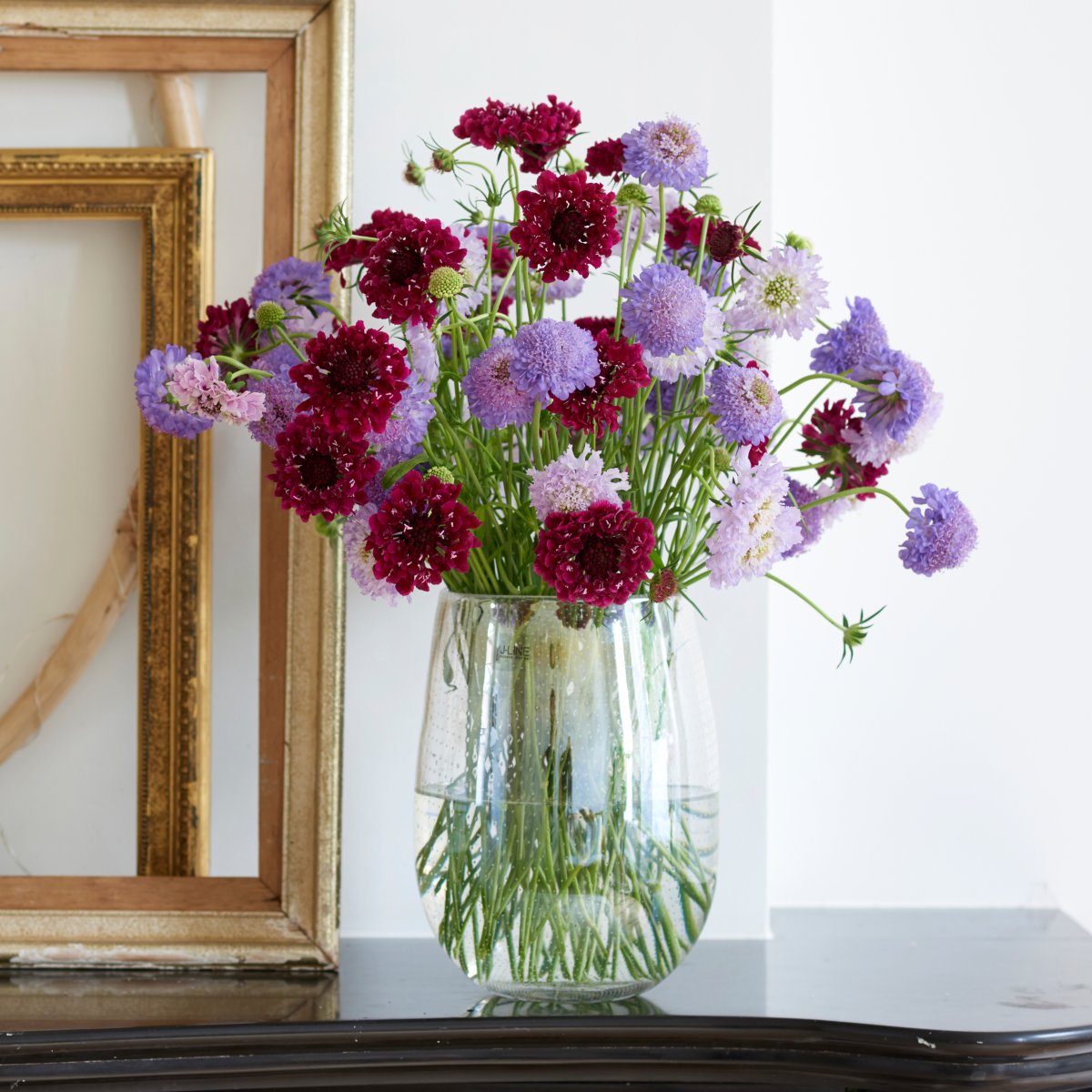HilverdaFlorist-Scabiosa