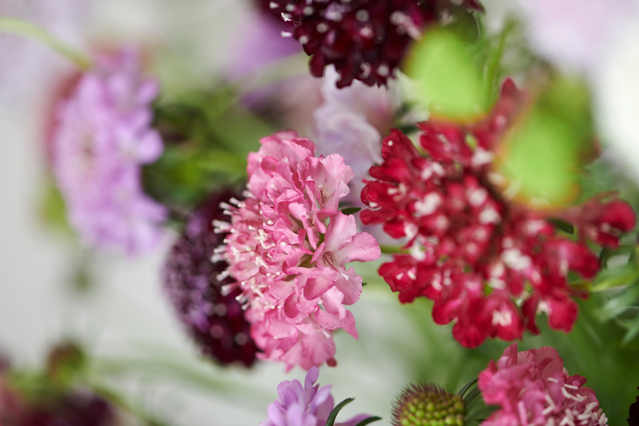 HilverdaFlorist-Scabiosa