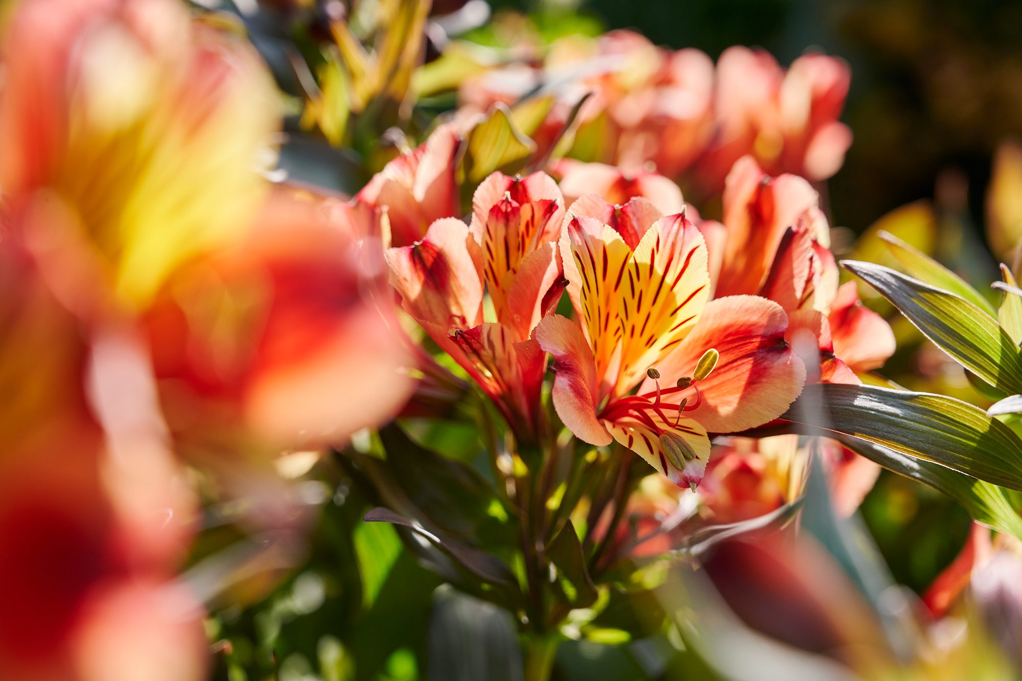 HilverdaFlorist-Summer Paradise-Summer Series-Indian Summer-1 (2)