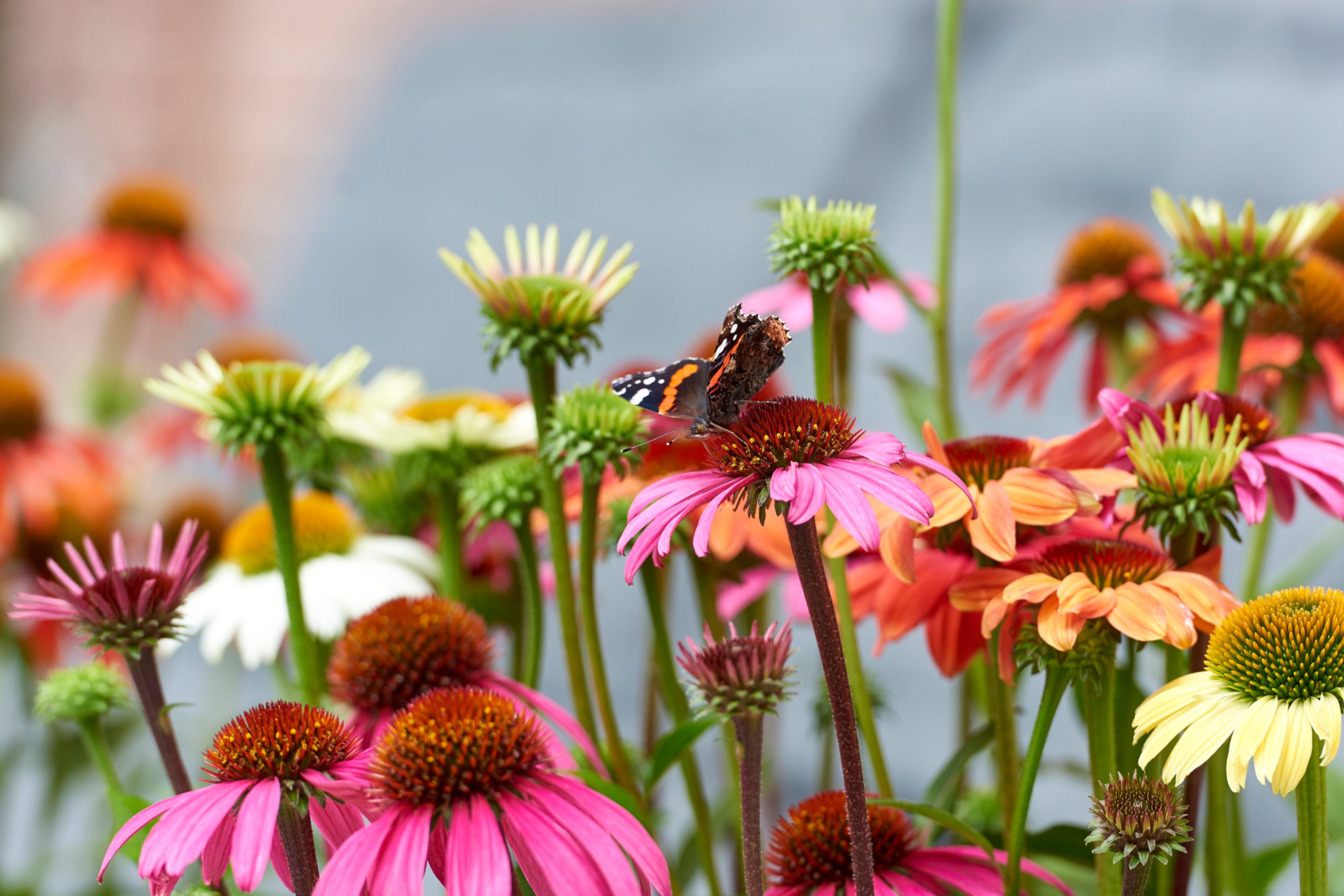 HilverdaFlorist_Echinacea_Mooodz012 (1)