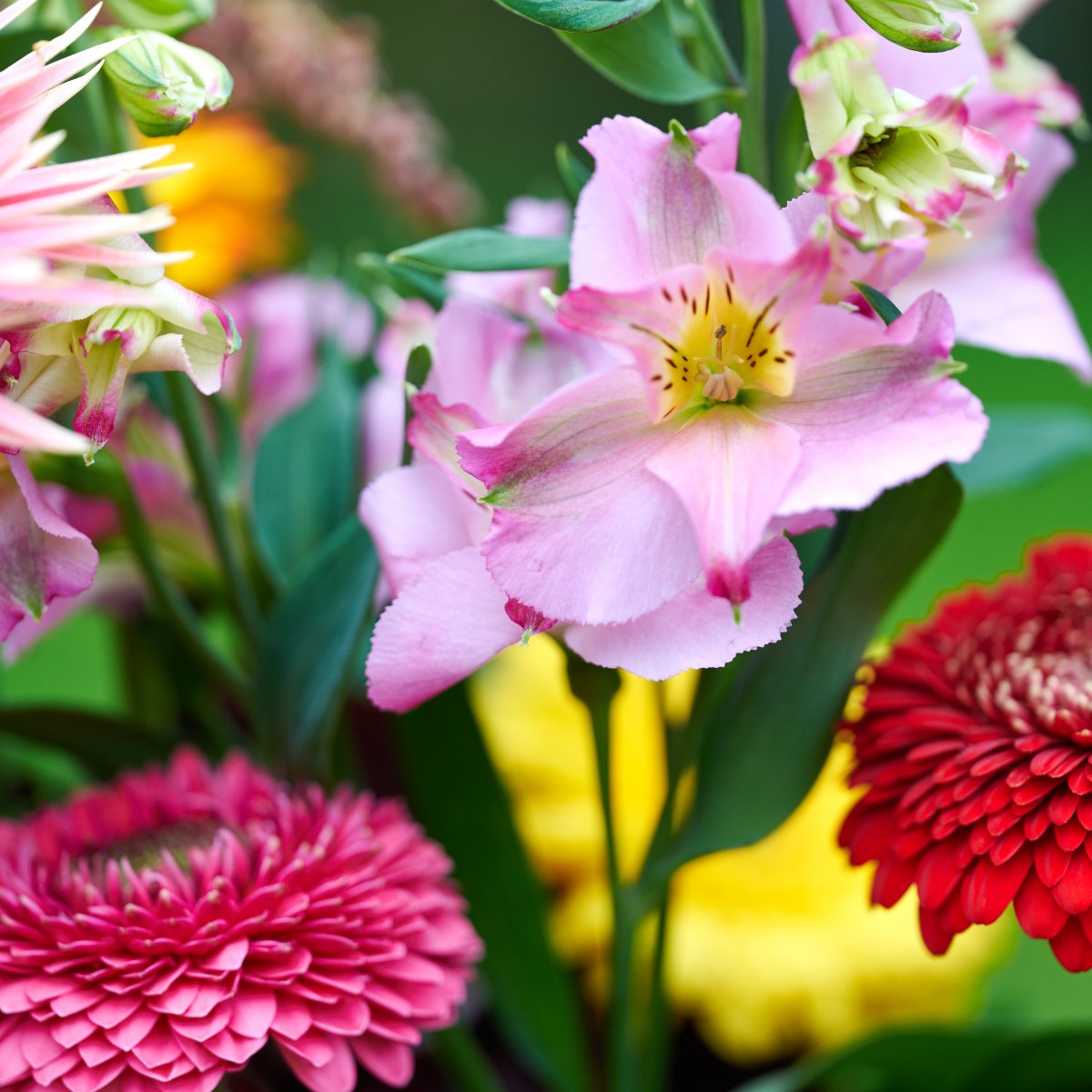 HilverdaFlorist_cut flower introductions