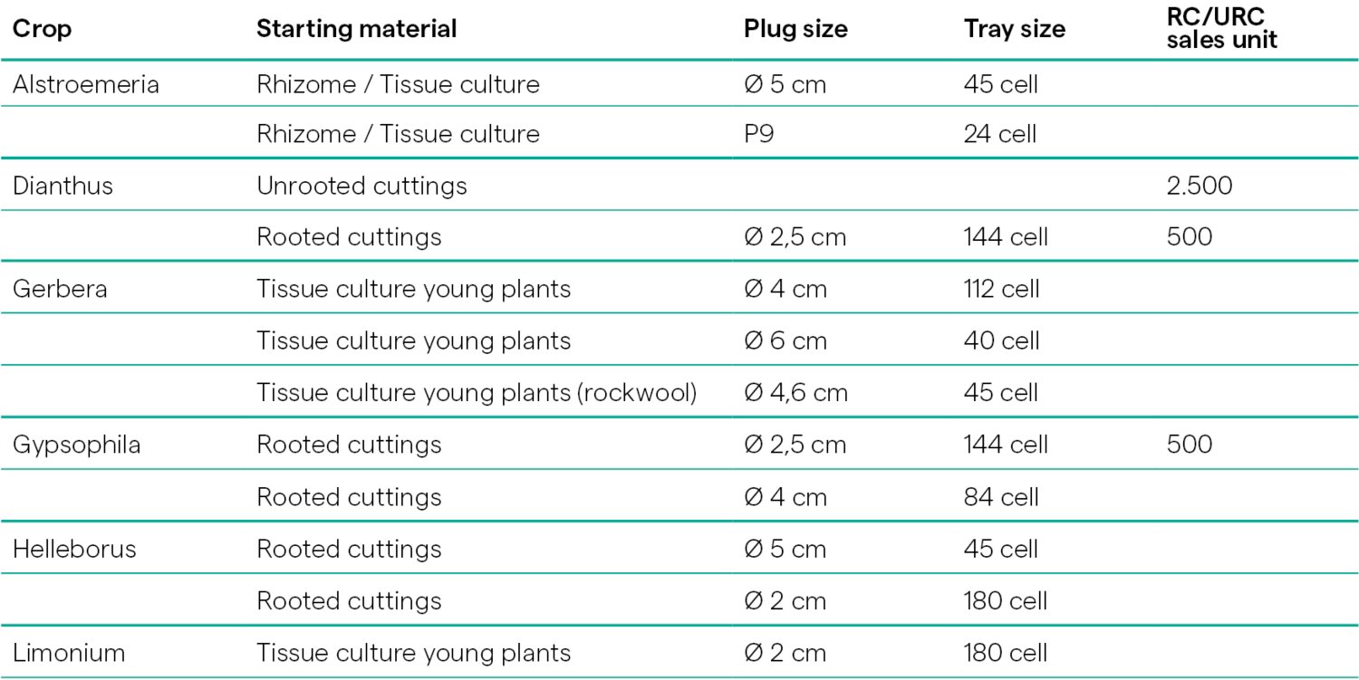 Young plant materials Cut flowers - HilverdaFlorist (1)