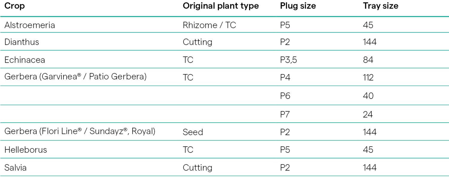 Young plant materials Pot, Patio & Garden- HilverdaFlorist