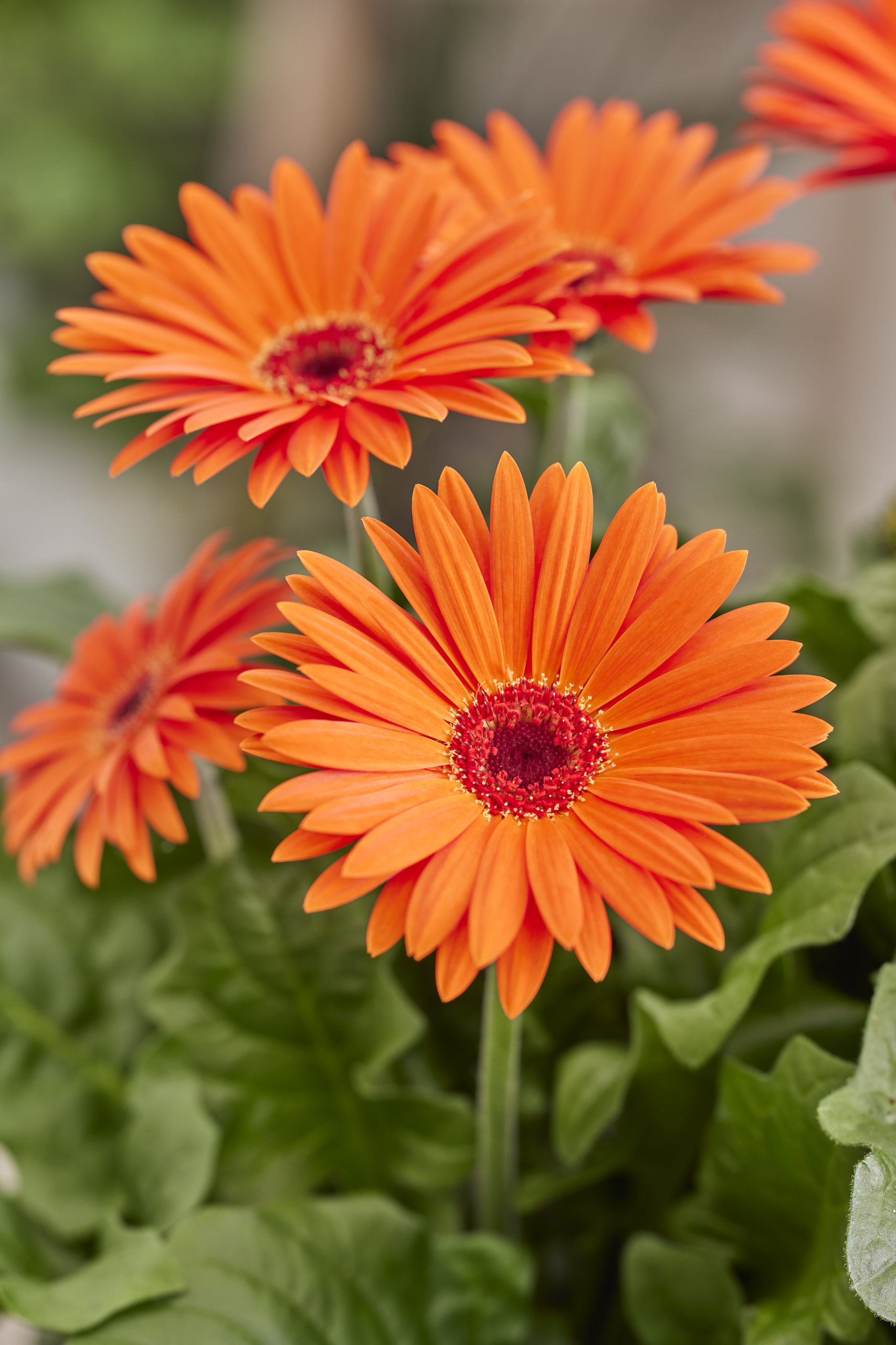HilverdaFlorist - Royal - Royal Orange Scarlet 1