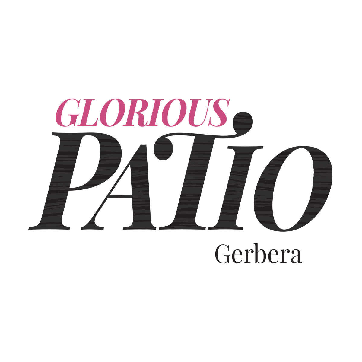Patio Gerbera Glorious HilverdaFlorist