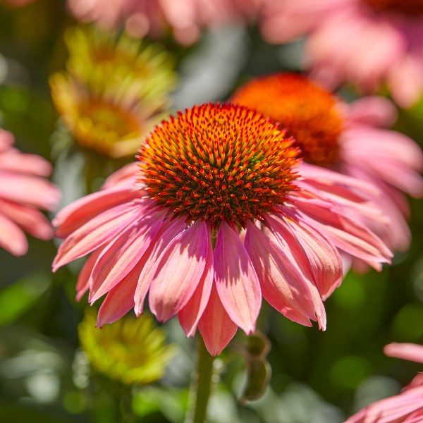 HilverdaFlorist-Echinacea-MOOODZ-Satisfy 4