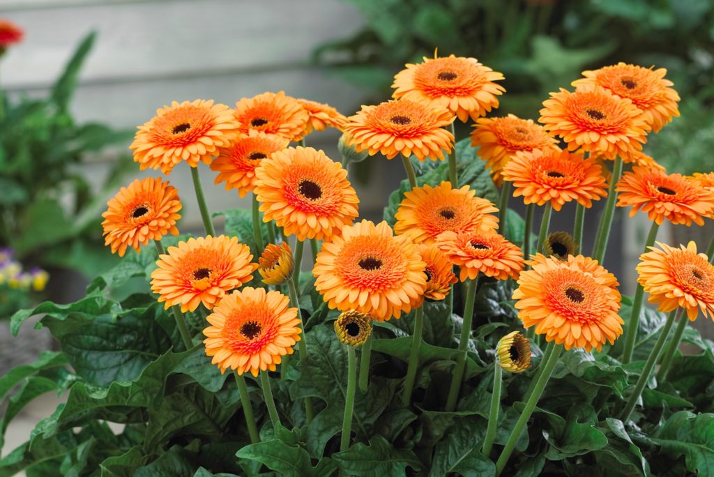HilverdaFlorist - Patio Gerbera -Great Smoky Mountains 1