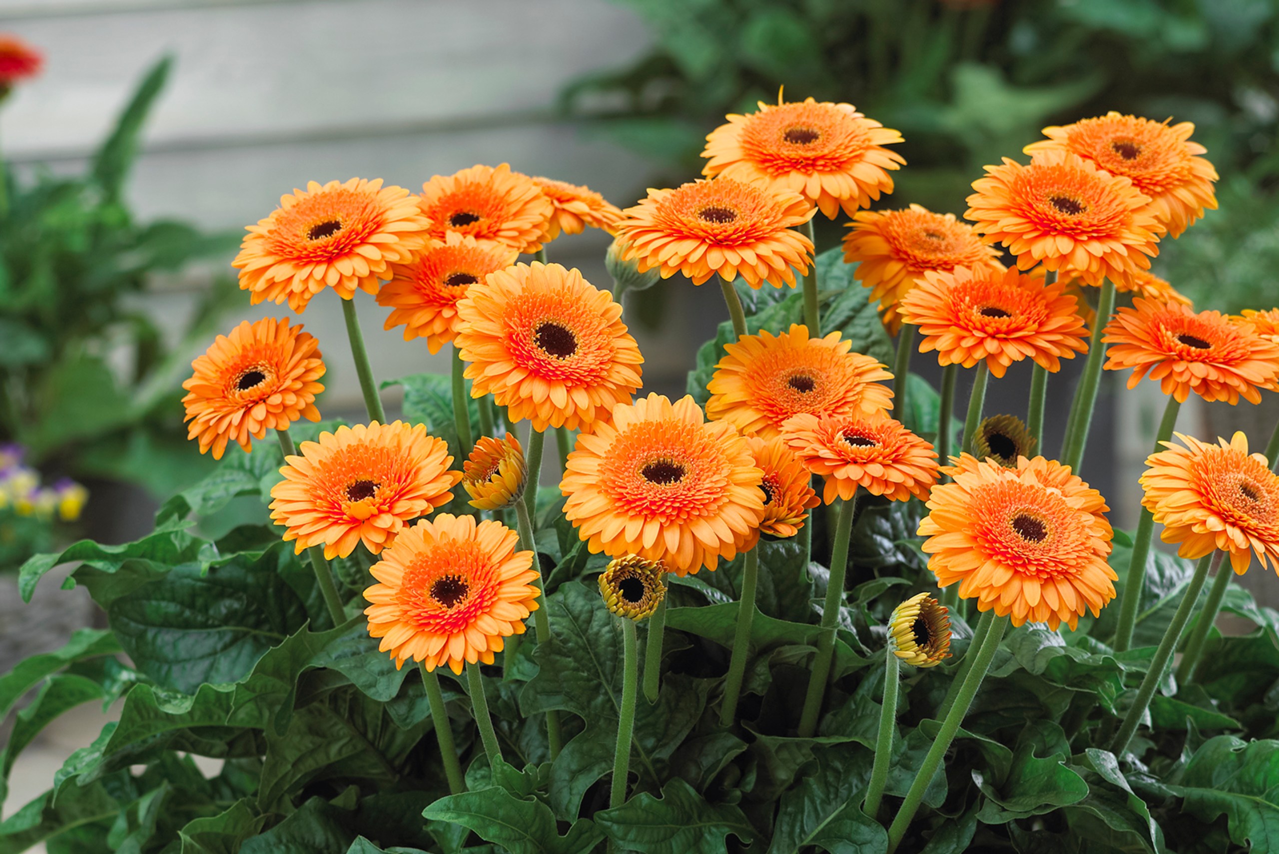 HilverdaFlorist - Patio Gerbera -Great Smoky Mountains 1