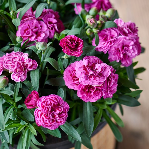HilverdaFlorist-Sunflor-Sinclair-7